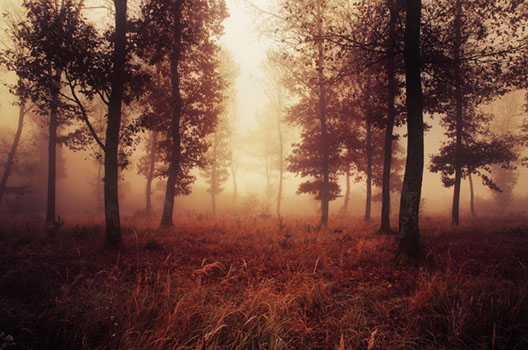 If These Trees Could Talk LIV.
